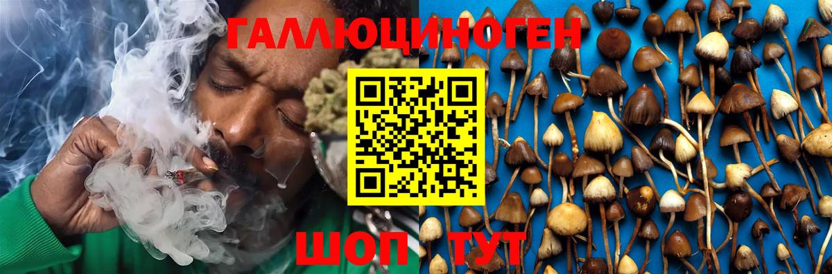 Галлюциногенные грибы Psilocybine cubensis Южноуральск